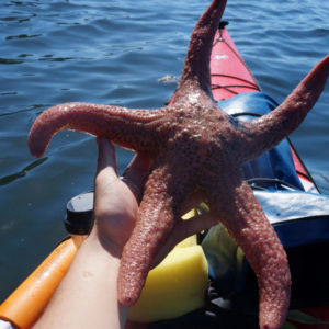 sea star kayaking